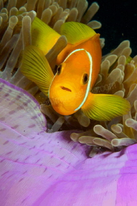 Clownfish in a purple anemone showing his best side! by Barbara Schilling 